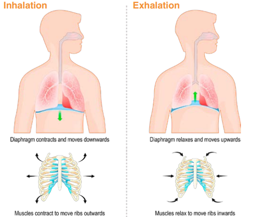 Chiropractor | Penrith |Better breathing can benefit your spine