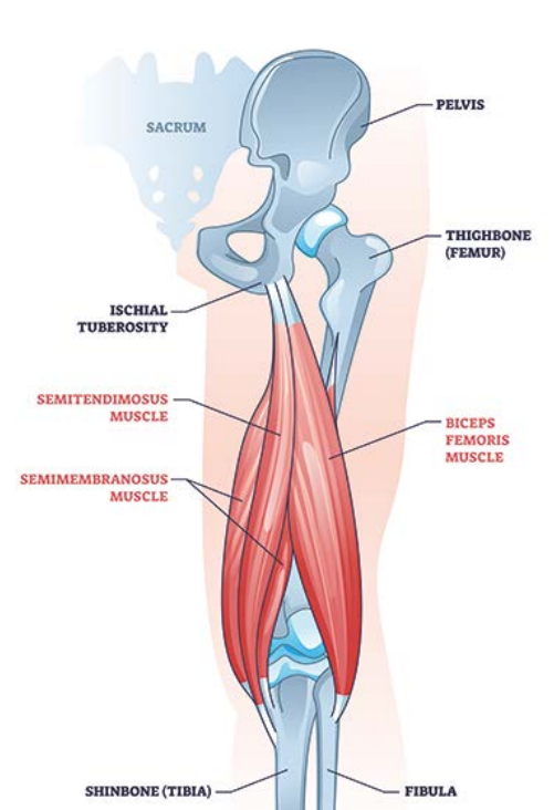 Chiropractor | Penrith |Hamstrings